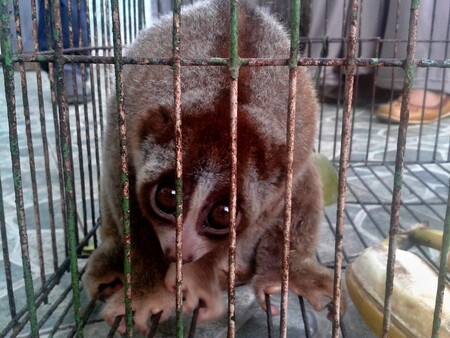 Nelegální obchod se zvířaty je velký problém Indonésie. Uvádí se, že zaznamenané případy zabavení zvířat a jejich částí představují pouze 10 % celkového ilegálního obchodu. / Na obrázku je outloň váhavý nabízený k prodeji na trhu se zvířaty na Sumatře.