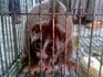 Outloň váhavý nabízený k prodeji na trhu se zvířaty na Sumatře.