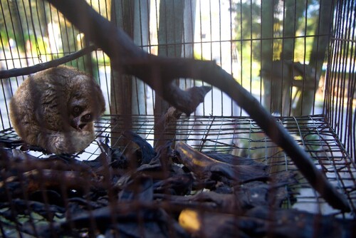 Outloň váhavý u majitele v malé ptačí kleci u silnice. Odtud byl zabaven a přemístěn do Kukang Rescue Programu.