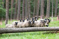 Ovce v hadcovém boru u Želivky