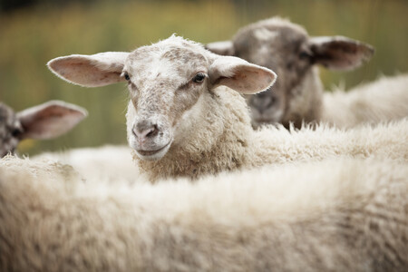 Chov ovcí do Beskyd podle Kutala patří, ale pro zimní ustájení by měly být využity především existující zemědělské brownfieldy