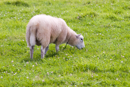 Ouessantská ovce (též Ushantská nebo nesprávně Quessantská) je nejmenší plemeno ovcí na světě