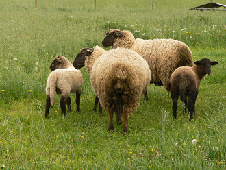 Pastva ovcí se nicméně osvědčila na menších plochách nebo v případě, že proběhla ve vhodném období