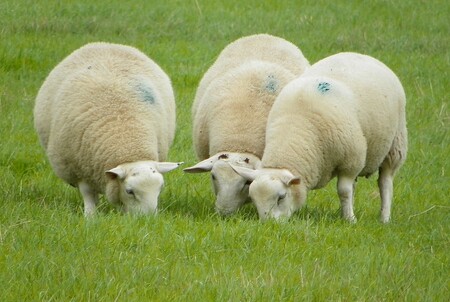 Pastva ovcí na Stránské skále v Brně je podle ochranářů ohrožena, podle majitele stáda Tomáše Peslara ji kdosi sabotuje. / Ilustrační foto