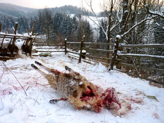 Beran usmrcený v prosinci při útoku vlků na stáda v Novém Hrozenkově.