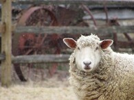 Ovce v zimě