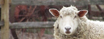 Ovce v zimě Foto: Mari Partyka Unsplash