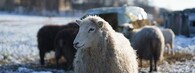 Ovce v zimě