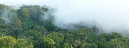Tropický horský les v Africe. Foto: Jiří Doležal / Botanický ústav AV ČR