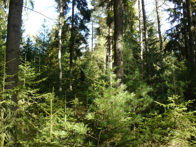 Pokročilá fáze přestavby porostu na výběrný les s pestrou strukturou druhů dřevin a jejich vývoje