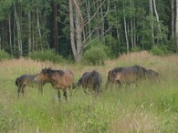 Pastva divokých koní ve Východních Čechách
