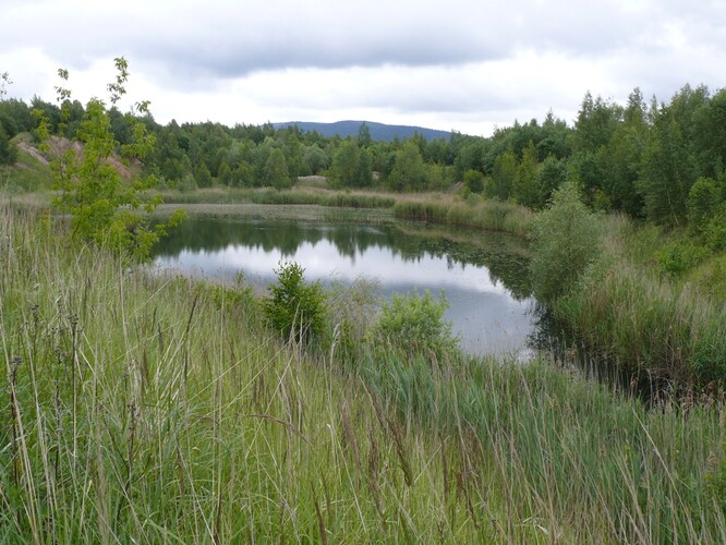 Tůň v nerekultivované části výsypky. Tůň v nerekultivované části výsypky.