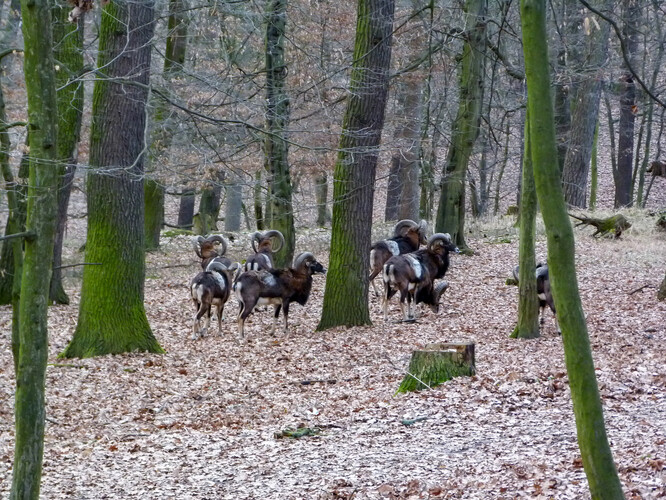 V Praze se nachází unikátní stádo mufloní zvěře v Krčském lese, ale většina lidí je zná spíše jako obyvatele Thomayerovy nemocnice.