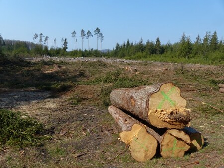 Kácení stromů v Národní přírodní rezervaci Břehyně-Pecopala u Doks na Českolipsku mělo zamezit šíření kůrovce do nejcennějších částí tohoto území.