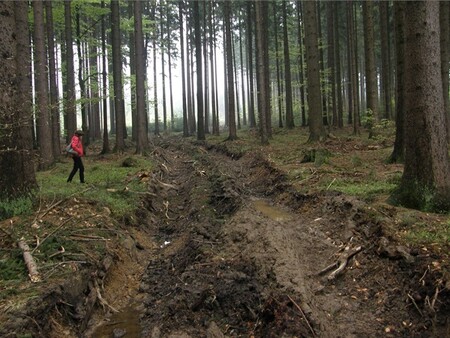 Pokutu půl milionu korun udělila Česká inspekce životního prostředí (ČIŽP) v Plzni firmě T.E.P. HOLZ z Ratíškovic na Hodonínsku za poškození lesní půdy při těžbě v Chráněné krajinné oblasti (CHKO) Český les na Domažlicku.