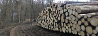 Skládka dřeva v lese