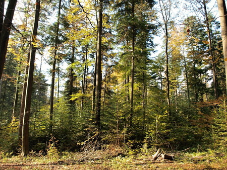Čím dál více prodejců nábytku a výrobků ze dřeva vyžaduje od výrobců, aby zpracovávali dřevo z lesů s touto certifikací, která zaručuje ekologicky šetrné lesní hospodaření.  Ilustrační snímek FSC lesa.