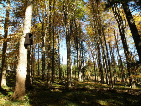 Vlastníte les či se o něj staráte? Podívejte se na výsledky výzkumů českých lesních odborníků. Ilustrační snímek lesa.