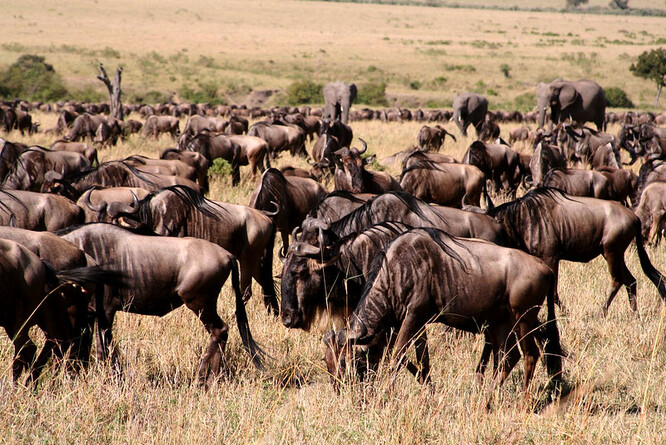 Některá zvířata se raději vzdají i tradiční migrace ze Serengeti do Mary. Zůstanou raději tam, kde jsou a kde je větší klid.