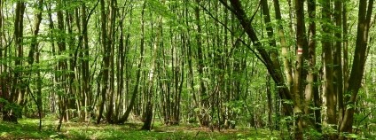 Výmladkový les v NPR Děvín, Markéta (Machová) Klimešová Foto: Pixabay