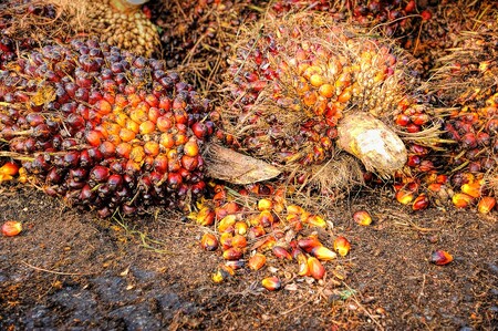 Indonésie je největším světovým producentem palmového oleje a plantáže palem olejných tu v posledních letech způsobily řadu poněkud větších nepříjemností. / Ilustrační foto