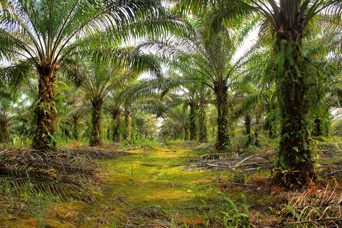 Palmová plantáž.
