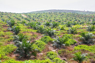 Palmová plantáž