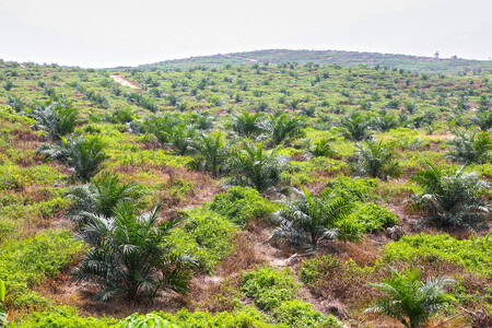 Od roku 2021 se palmový olej přestane v EU přidávat do paliv. Na snímku plantáž palmy olejné.