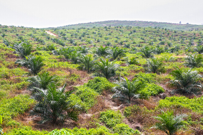 Bývalý tropický prales přeměněný na plantáž palmy olejné. Tomu chce EU bránit. Ale jak?