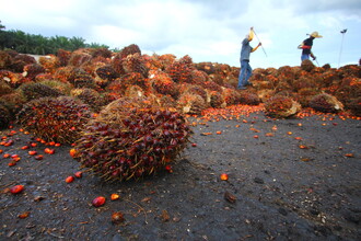 Olej se získává z hroznovitých plodů palmy, které se sklízí každých čtrnáct dní. Samotný palmový olej pochází z dužniny, z jader se získává tzv. olej palmojádrový.
