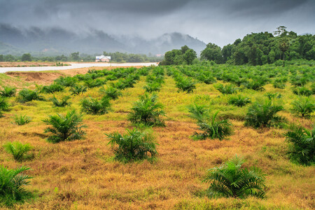 Založení palmové plantáže znamená nutně zábor zemědělské půdy, nebo odlesnění pralesa. Borneo to už není prales s ostrůvky palmových plantáží, ale palmové plantáže s ostrůvky pralesa.