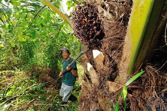 Palmové plantáže sice poskytly 20 milionům lidí práci, práce na nich je ale velmi špatně placená a jejich vznik navíc místním sebral možnost obživy na vlastních polích nebo lovem ryb.
