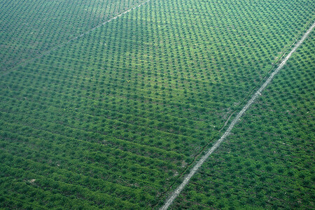 Zakázat palmový olej je hloupost, protože ze všech zdrojů olejů je pořád to nejlepší.