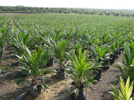 školka palma olejná