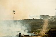 vypalování pralesa pro palmovou plantáž