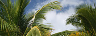 Volavka na palmě