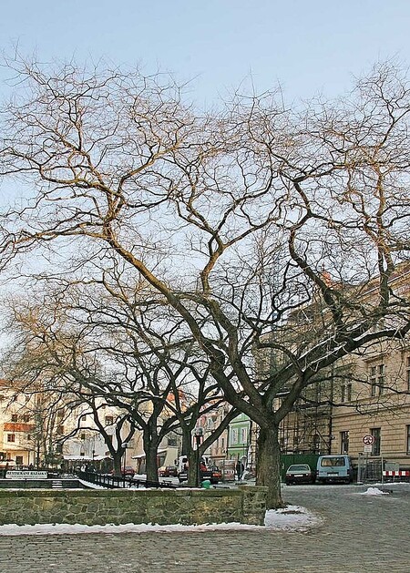 Památnými stromy jsou jerlíny od roku 1994. Čtvrtý strom se vloni samovolně vyvrátil. Archivní foto