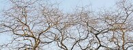 Památné jerlíny japonské v Pardubicích