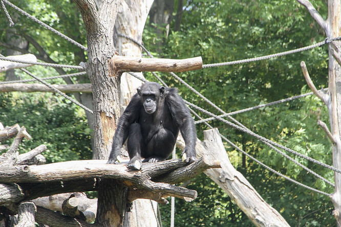 Šimpanz hornoguinejský je nejohroženějším poddruhem šimpanze.