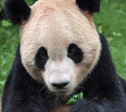 Všechny pandy velké chované mimo území Číny zůstávají čínským majetkem.