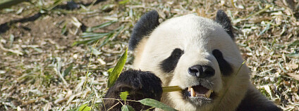 Panda pochutnávající si na bambusovém výhonku. Foto: Brett Flickr