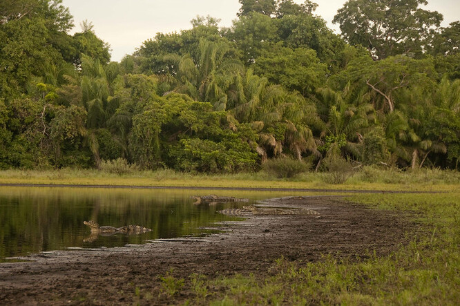 Mezi oblastmi, kde je úbytek nejcitelnější, jsou podle agentury EFE močálovitá krajina Pantanal a Amazonie.