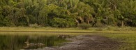 Brazilský mokřad Pantanal