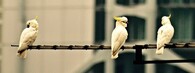 kakadu žlutolící