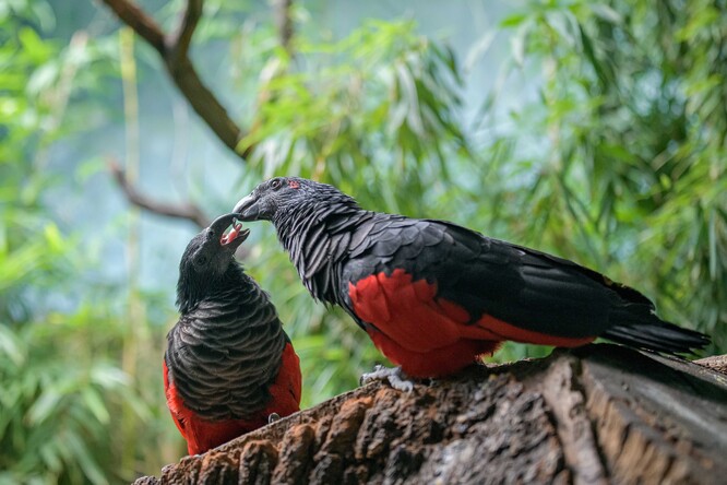 Dospělci tohoto ptačího druhu původem z Nové Guiney měří až 50 centimetrů. Charakteristické je pro ně černočervené zbarvení a vzhled připomínající supa.