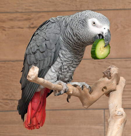 Papoušek šedý - žako