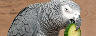 Papoušek šedý - žako