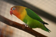 Papoušík