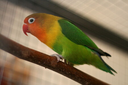 Někteří papoušci dorůstají velikosti jen několika centimetrů. Ilustrační obrázek