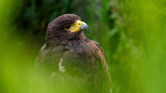 Káně Harrisova. Káně Harrisova.